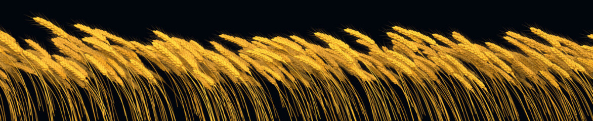 rural crop, goldish wheat line isolated, conceptual nature 3D illustration