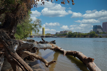 Large tree on levee of Sacramento river with downtown in background