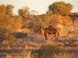 Feral Camel in outback Central Australia