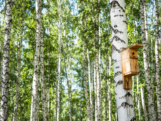 Birdhouse on a tree in the birch forest