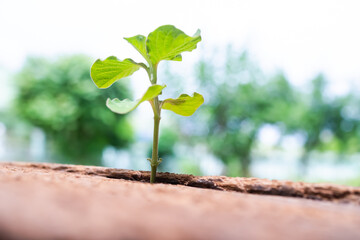 Green sprout tree growing up with morning light, Young tree growing on old tree trunk with blurry natural background. Small plant on tree trunk.Ecology or New life concept
