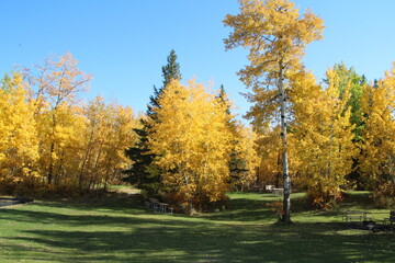 Beauty Of Autumns Trees, Elk Island National Park, Alberta