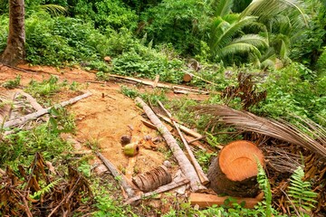 High angle view of a stump, red sawdust, bark, and debris from the recent cutting of a coconut palm...