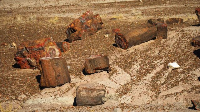 Petrified Tree Logs Laying On Floor At National Park In Arizona. Dolly Right