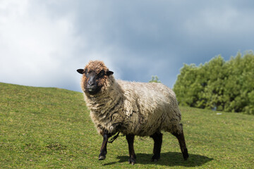 La oveja ​es un mamífero cuadrúpedo ungulado doméstico, utilizado como ganado. Como todos los rumiantes, las ovejas son artiodáctilos, o animales con pezuñas.