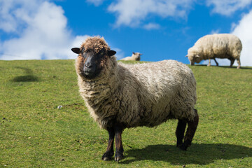 La oveja ​es un mamífero cuadrúpedo ungulado doméstico, utilizado como ganado. Como todos los...