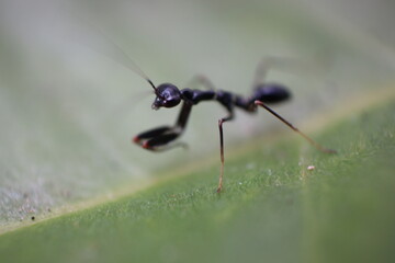 not focussed Black ant on the leaves
