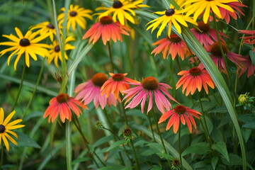 Gerbera Blumen in orange und gelb in einer Beet Struktur mit grünem Gras