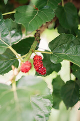 Close Up On Fresh Mulberry On The Tree Branch.