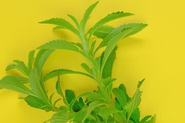 Stevia rebaudiana. Green branches of stevia on bright yellow background.stevia plant. Low Calorie...