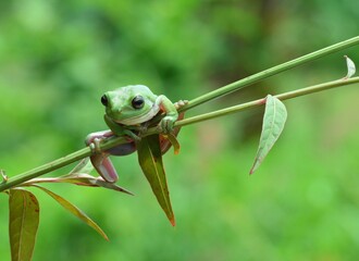 dumpy frog, frog on a leaf, green frog