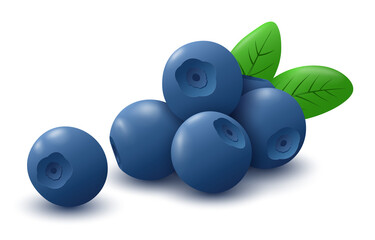 Blueberry berries with green leaves. Healthy natural food. Isolated on white background. Vector illustration
