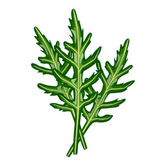 Arugula lettuce isolated on white background. Kind salad in flat style. Agriculture symbol for any purpose.