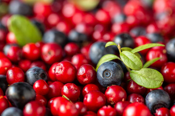 Harvest of lingonberries and blueberries, close-up view
