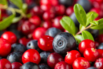 Harvest of lingonberries and blueberries, close-up view