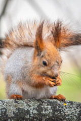 The squirrel with nut sits on a branches in the spring or summer.