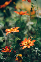 Obraz na płótnie Canvas orange flowers in the autumn garden