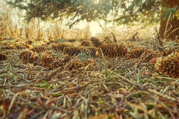 cones in the forest