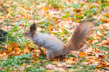 Autumn squirrel on green grass with fallen yellow leaves