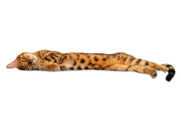 Obraz premium Sleeping bengal cat in full growth on a white background