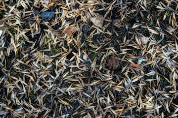 close up of a pile of seeds