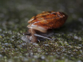 Small snail on a moss-covered, wet stone slab