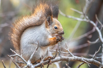 Naklejka na ściany i meble The squirrel sits on a branches in the winter or autumn