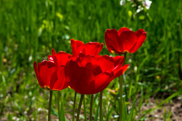 Spring flowers. Red tulips illuminated by the bright spring sun. Shooting outdoors.