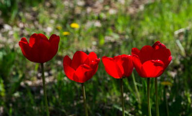Spring flowers. Red tulips illuminated by the bright spring sun. Shooting outdoors.
