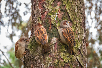 Sparrow sits on a branch without leaves.