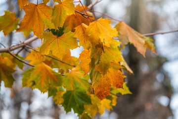 Maple branches with yellow leaves in autumn, in the light of sunset.