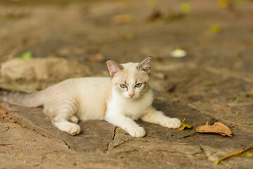 Naklejka na ściany i meble White kitten with blue eyes in nature