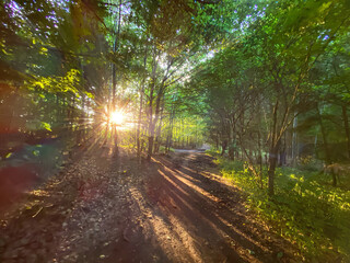 Obraz premium Bavarian Forest path with sun beams pass the trees