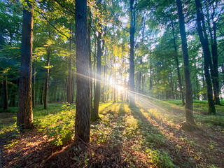 Bavarian Forest path with sun beams pass the trees