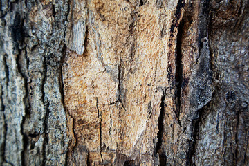 A tree pattern image used as a background image.