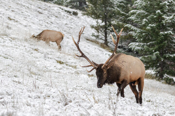 Mature bull elk walking on side hill