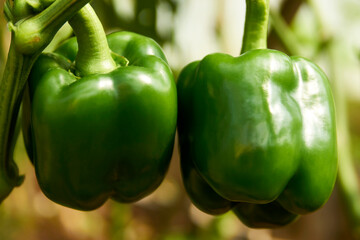 Bell pepper growing in greenhouse, close-up