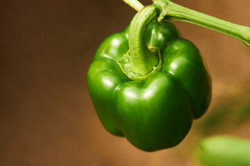 Bell pepper growing in greenhouse, close-up