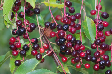 Prunus serotina, wild black cherry berries closeup selective focus