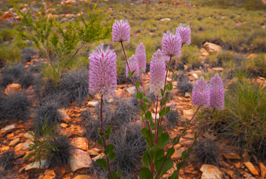 Pink Mulla Mulla flowers in Central Australia