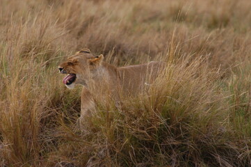 Mother lion living in Masai Mara, Kenya