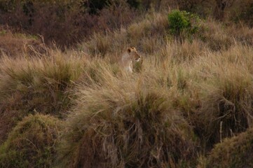 Mother lion living in Masai Mara, Kenya
