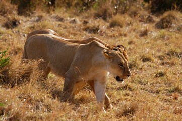 Fototapeta premium Mother lion living in Masai Mara, Kenya