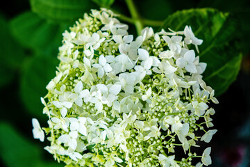 Annabelle hydrangeas flower in full bloom