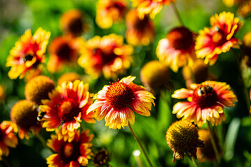 autumn flowers in the garden