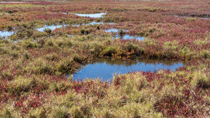Ponds in the grassy coastal wetlands at Lota, Queensland, Australia 