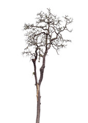 Death tree isolated on white background with clipping path