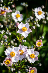 colorful summer anemona flower in my garden