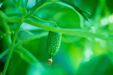 Color mousemouse on mexican scabra melon.