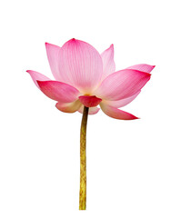 Fototapeta premium Pink Lotus, Lotus flower isolated on white background. File contains with clipping path so easy to work.
